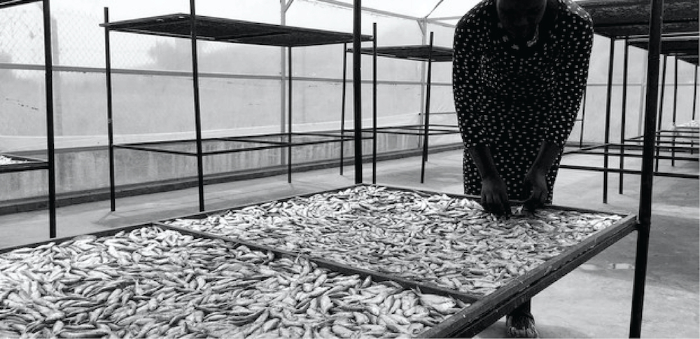 Uganda’s rising interest in silver fish