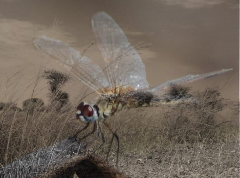 Following dragonflies: A journey along Sudan’s Nile